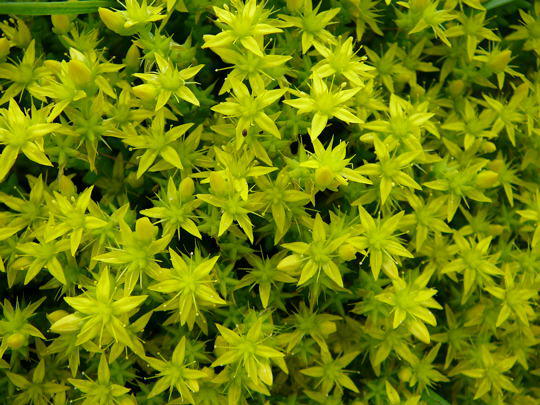 Scharfe Fetthenne (Mauerpfeffer) - Sedum acre