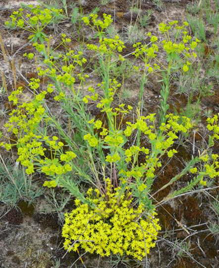 Scharfe Fetthenne (Mauerpfeffer) -  Sedum acre (u. Zypressen- Wolfsmilch)