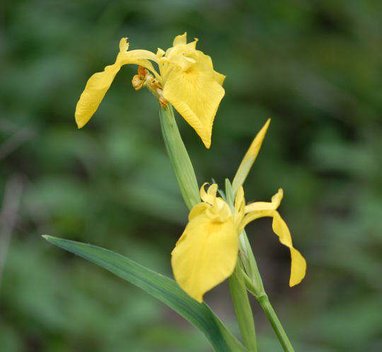 Wasser-Schwertlilie - Iris pseudacorus