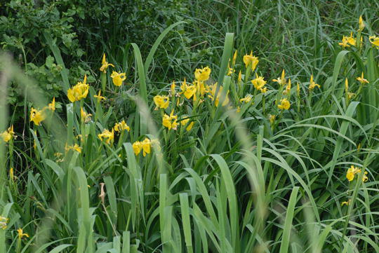 Wasser-Schwertlilie - Iris pseudacorus