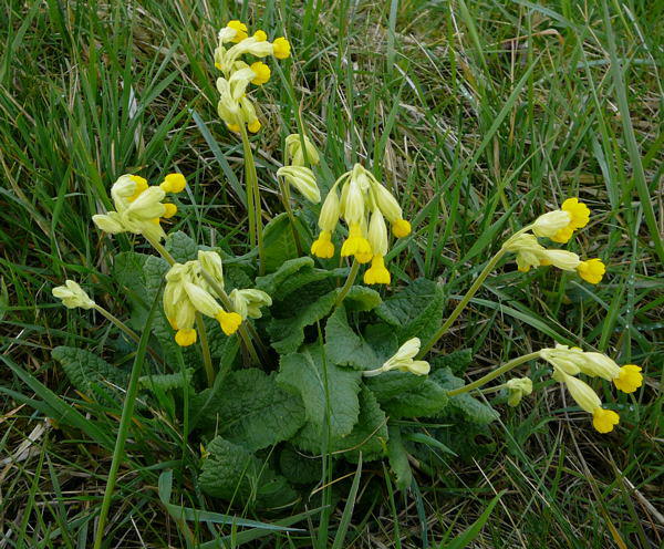 Wiesen-Schlsselblume - Primula veris 