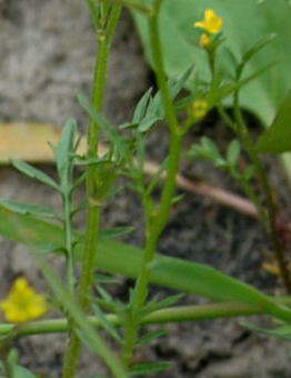 Wilde Sumpfkresse - Rorippa silvestris