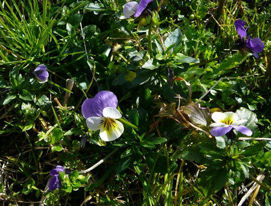 Wildes Stiefmtterchen - Viola tricolor