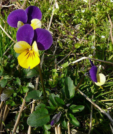 Wildes Stiefmtterchen - Viola tricolor