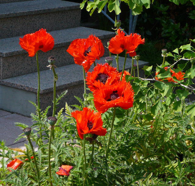 Gartenmohn - Papaver orientale "Manhattan" 