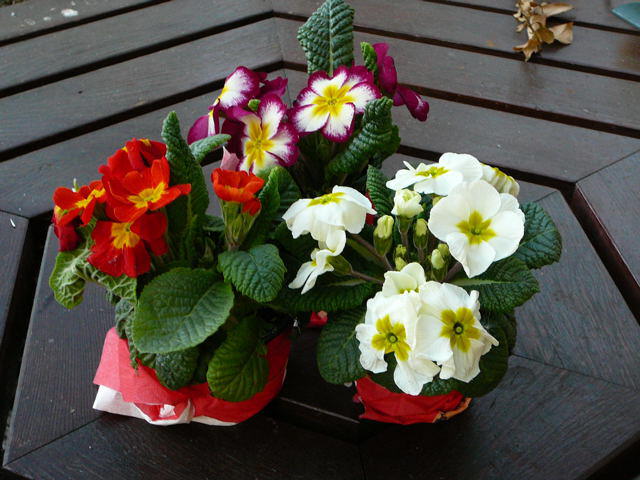 Gartenprimel Primula 