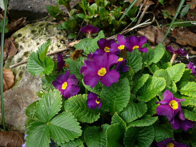 Gartenprimel - Primula allionii 