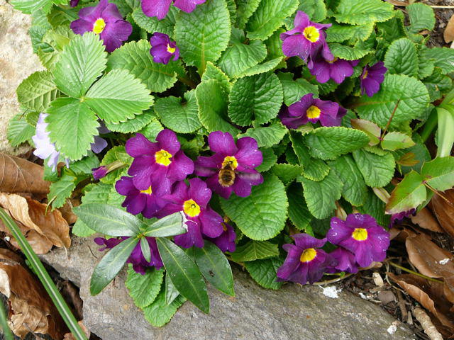 Gartenprimel - Primula allionii 