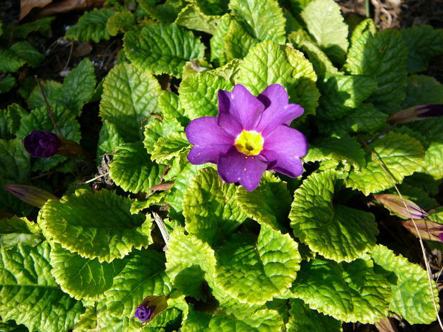 Gartenprimel - Primula allionii 