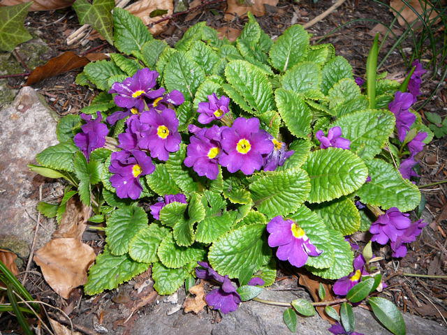Gartenprimel - Primula allionii 