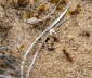 Gefleckter Dungkfer - Aphodius distinctus
