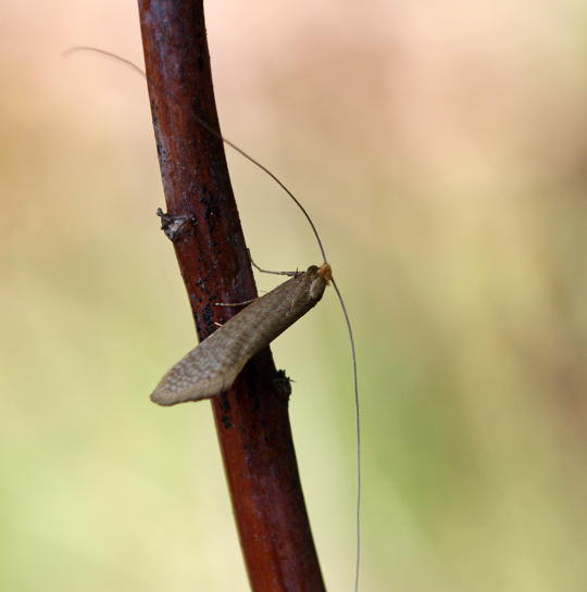 Gelber Langfhler - Nematopogon swammerdamella 