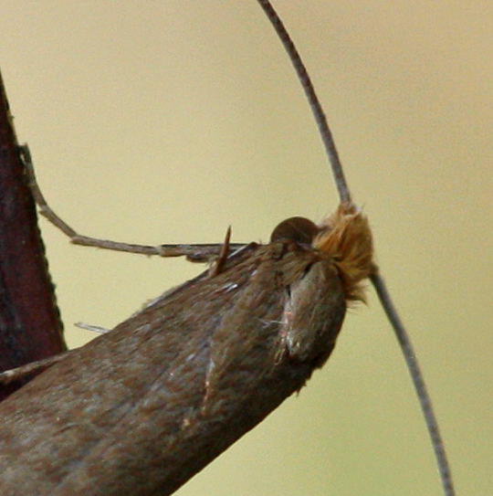 Gelber Langfhler - Nematopogon swammerdamella 
