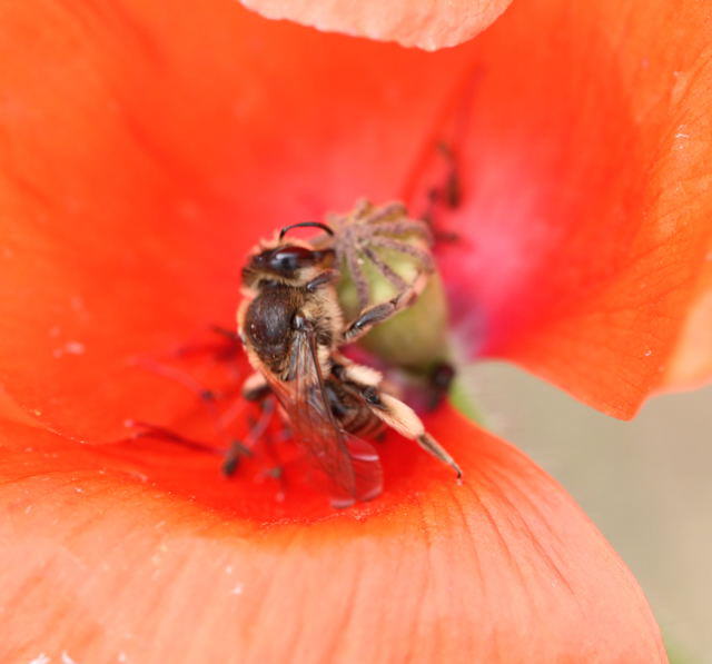 Gemeine Sandbiene - Andrena flavipes