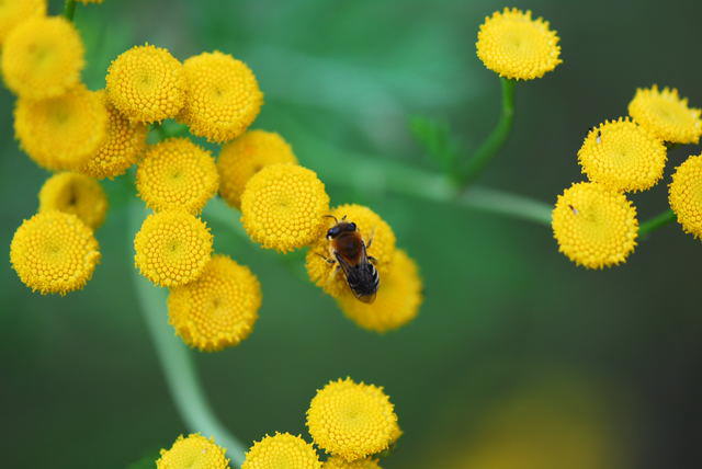 Gemeine Seidenbiene - Colletes daviesanus