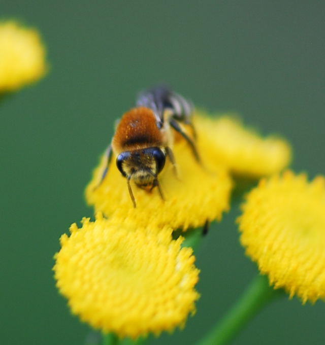 Gemeine Seidenbiene - Colletes daviesanus