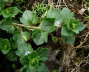 Gemeiner Efeu-Ehrenpreis - Veronica hederifolia ssp. hederifolia