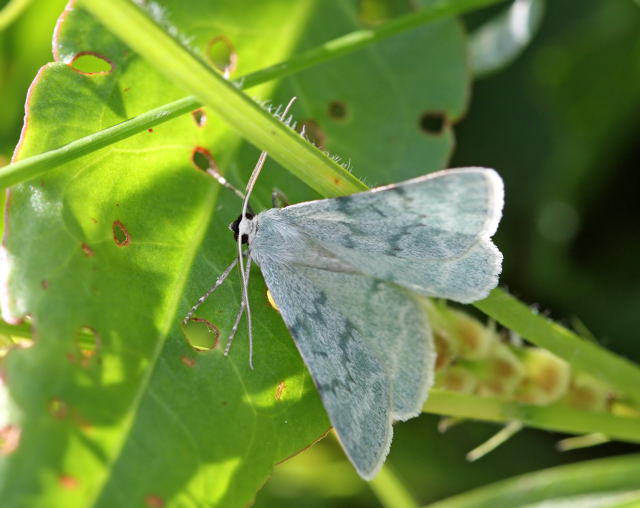 Ginster-Grnspanner - Pseudoterpna pruinata