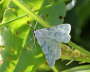 Ginster-Grnspanner - Pseudoterpna pruinata