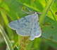 Ginster-Grnspanner - Pseudoterpna pruinata