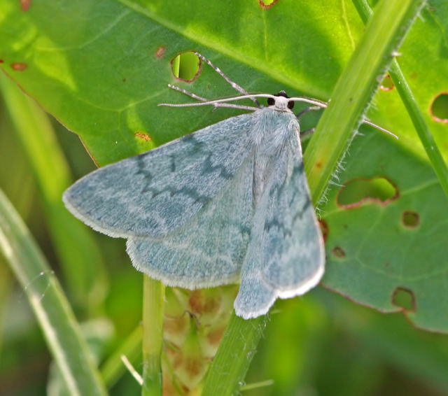 Ginster-Grnspanner - Pseudoterpna pruinata