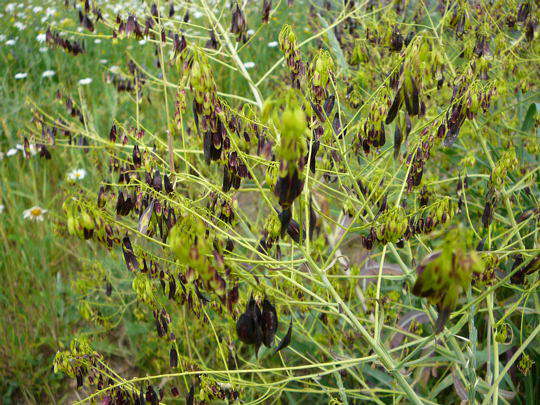 Frber-Waid - Isatis tinctoria