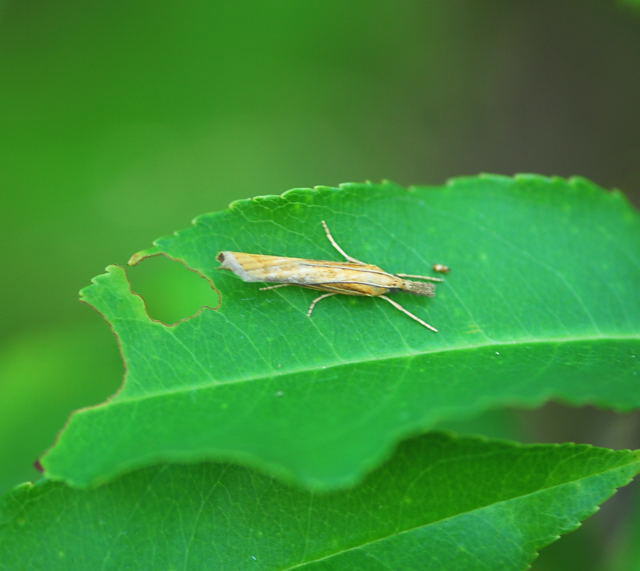 Grasznsler - Agriphila  cf. tristella