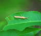 Grasznsler - Agriphila  cf. tristella