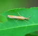 Grasznsler - Agriphila  cf. tristella