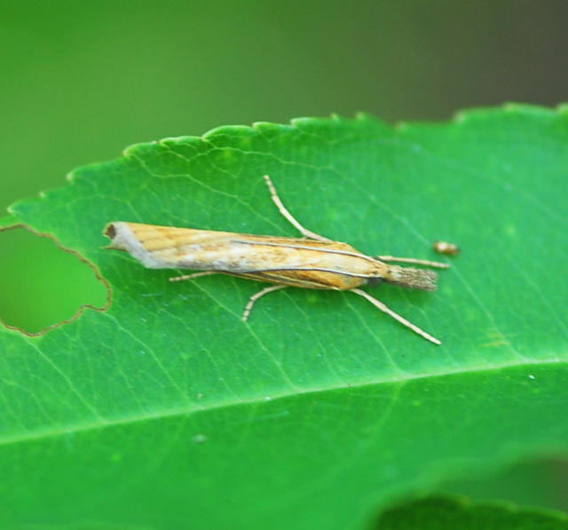 Grasznsler - Agriphila  cf. tristella