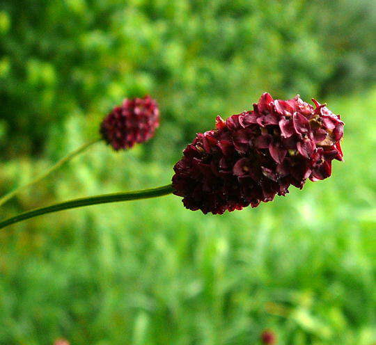 Groer Wiesenknopf - Sanguisorba officinalis