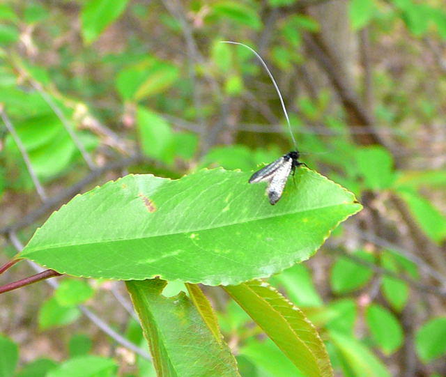 Grner Langfhler - Adela reaumurella 