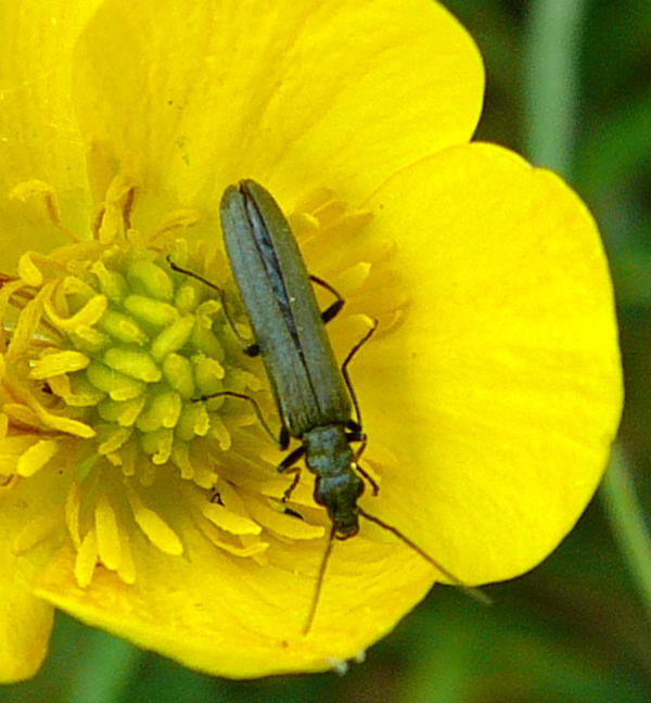 Grnlicher Scheinbockkfer - Oedemera lurida 