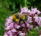 Helle Erdhummel - Bombus lucorum