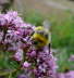 Helle Erdhummel - Bombus lucorum