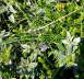Idas Bluling - Plebejus cf. idas 