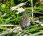 Idas Bluling - Plebejus cf. idas 