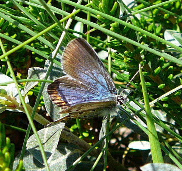Idas Bluling - Plebejus cf. idas 