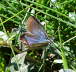 Idas Bluling - Plebejus cf. idas 