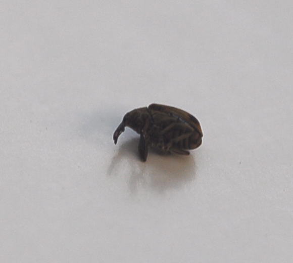 Kirschkernstecher - Furcipus rectirostris 