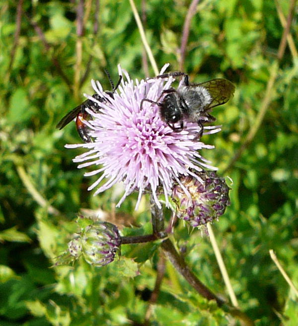 Khler-Sandbiene - Andrena pilipes