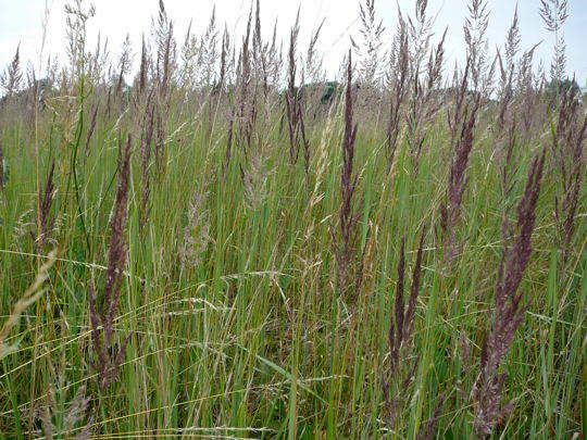 Land-Reitgras - Calamagrostis epigejos