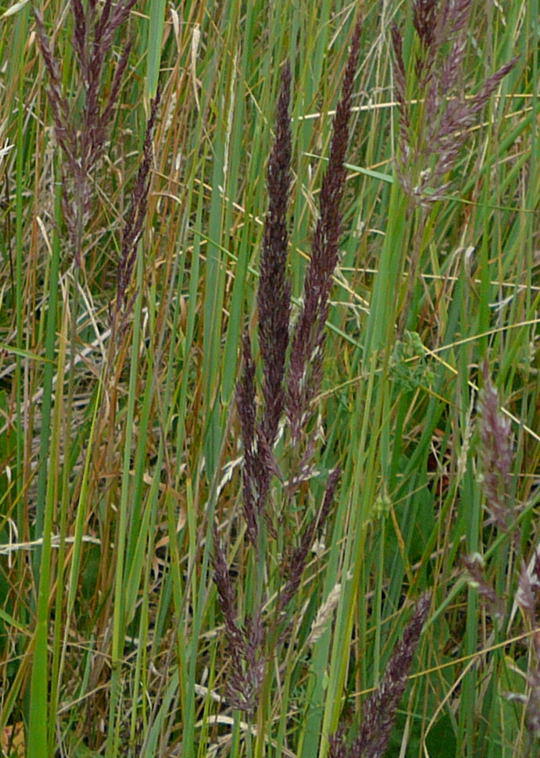Land-Reitgras - Calamagrostis epigejos