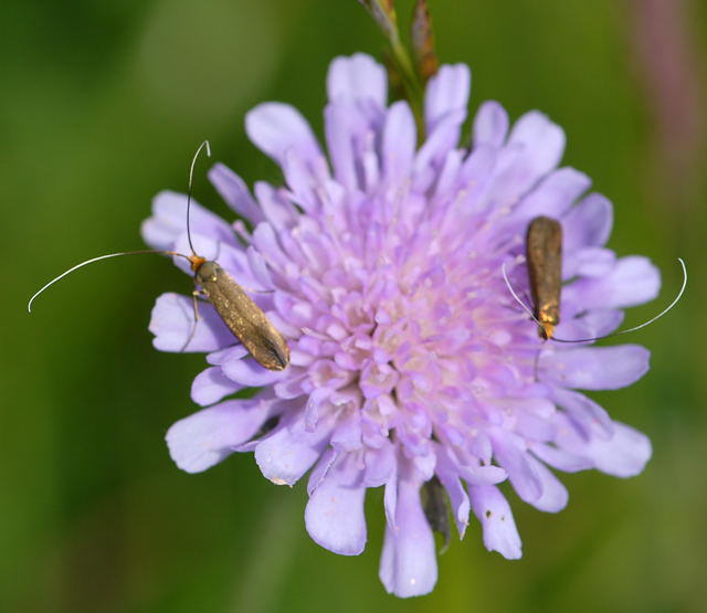 Metallischer Langfhler - Nemophora metallica