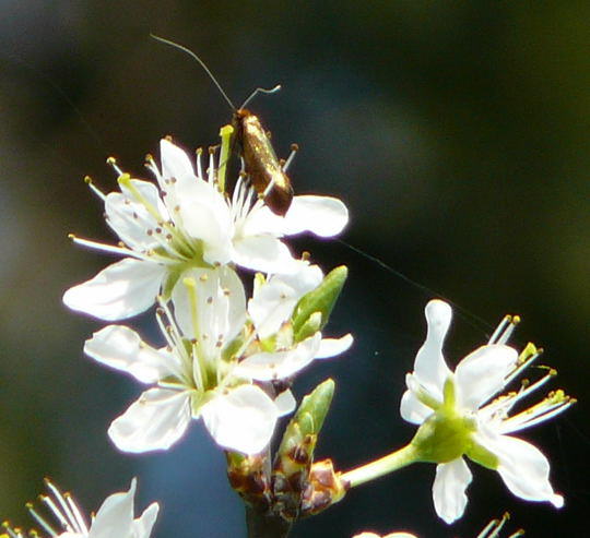 Metallischer Langfhler - Nemophora metallica