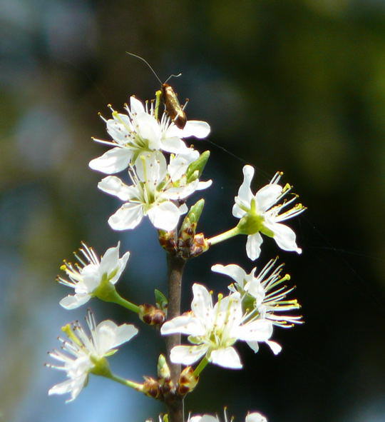 Metallischer Langfhler - Nemophora metallica