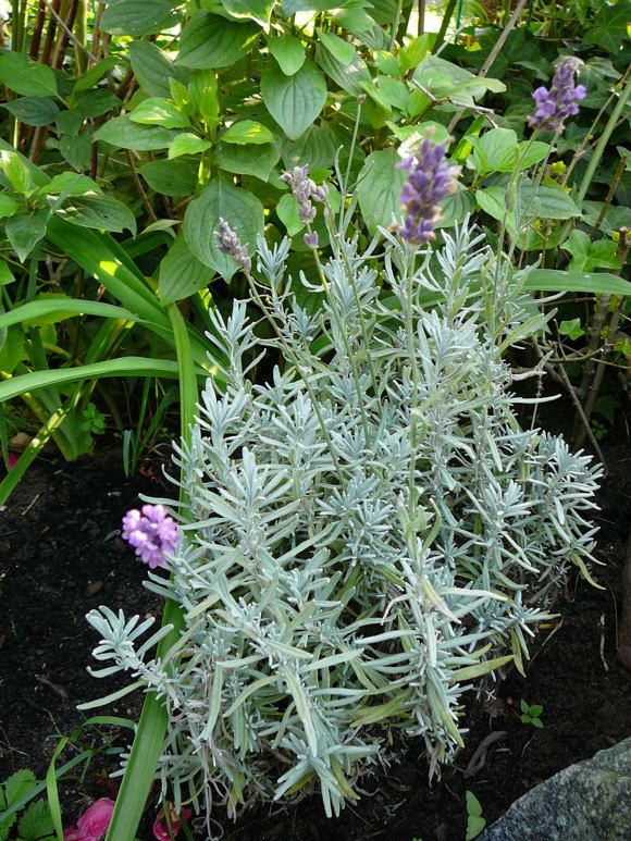 Lavendel - Lavandula angustifolia