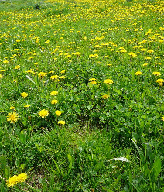 Lwenzahn - Taraxacum officinale