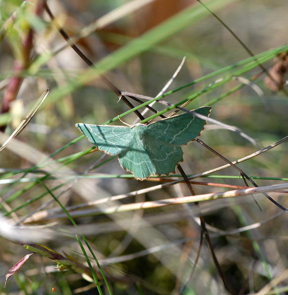 Magerrasen-Grnspanner - Thalera fimbrialis