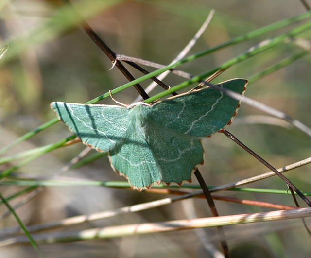 Magerrasen-Grnspanner - Thalera fimbrialis